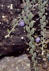 Evolvulus alsinoides