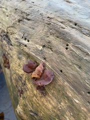 Auricularia angiospermarum