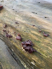 Auricularia angiospermarum