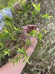 Melaleuca sieberi