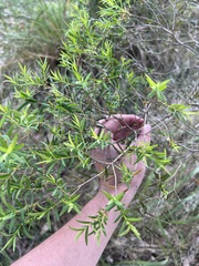 Melaleuca sieberi