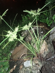 Eleusine indica