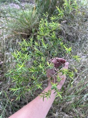 Melaleuca sieberi