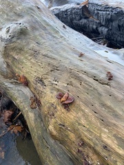 Auricularia angiospermarum