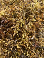 Sargassum fluitans