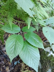 Rubus palmensis