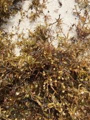 Sargassum fluitans