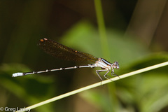 Argia rhoadsi