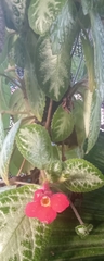 Episcia cupreata