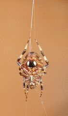 Neoscona arabesca