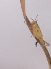 Abracris flavolineata