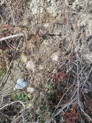 Cirsium vulgare