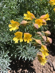 Tropaeolum polyphyllum