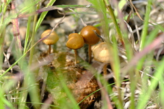 Deconica coprophila