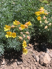 Tropaeolum polyphyllum