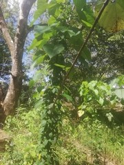 Urera caracasana
