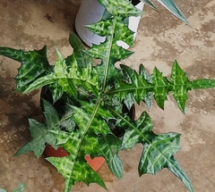 Acanthus ilicifolius
