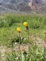 Calceolaria filicaulis