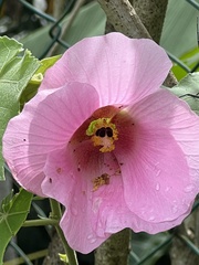 Hibiscus