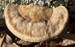 Trametes lactinea