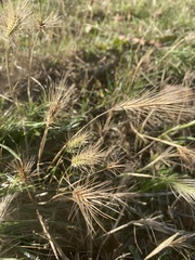 Hordeum murinum