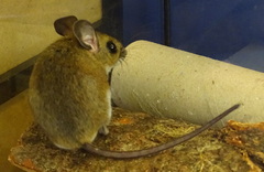 Muroidea