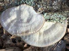 Trametes lactinea