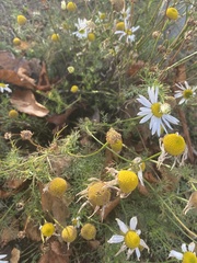 Anthemideae