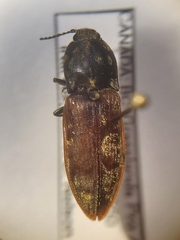 Prosternon bombycinum