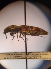 Prosternon bombycinum