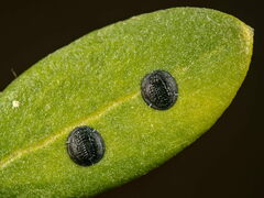 Aleurolobus olivinus