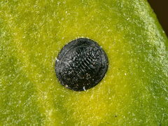 Aleurolobus olivinus