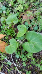 Cardamine californica