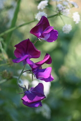 Lathyrus odoratus