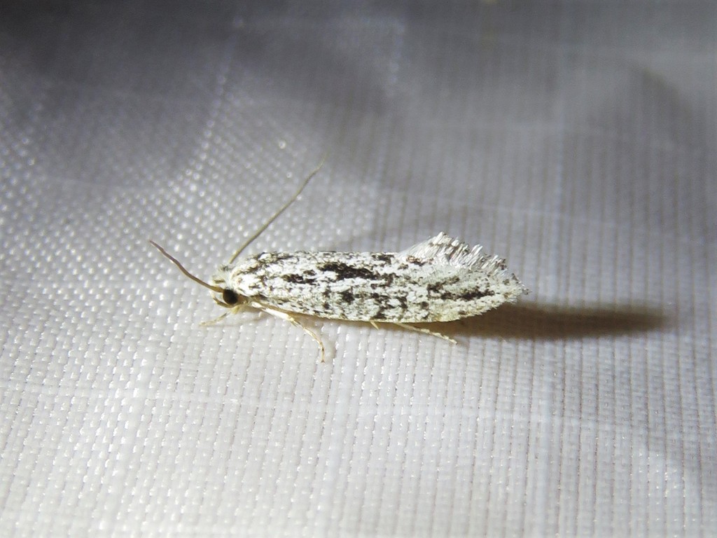 Many-lined Nemapogon