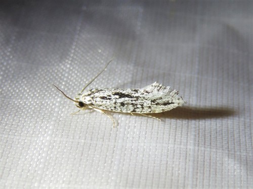 Many-lined Nemapogon