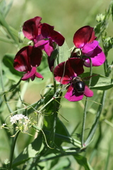 Lathyrus odoratus
