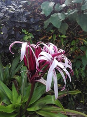 Crinum × amabile
