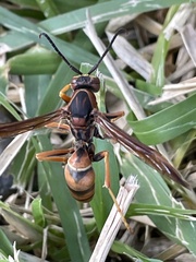 Fuscopolistes