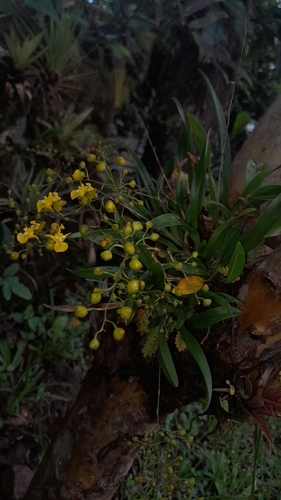 Oncidium cheirophorum, photograph 2