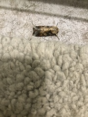 Spodoptera frugiperda