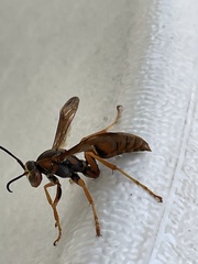 Fuscopolistes