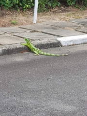 Iguana iguana