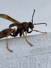 Fuscopolistes