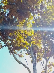 Chrysophyllum cainito