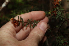 Pultenaea