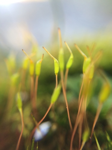 Campylopus clavatus