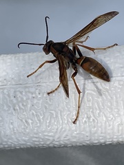 Fuscopolistes