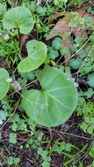 Cardamine californica