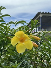 Allamanda cathartica